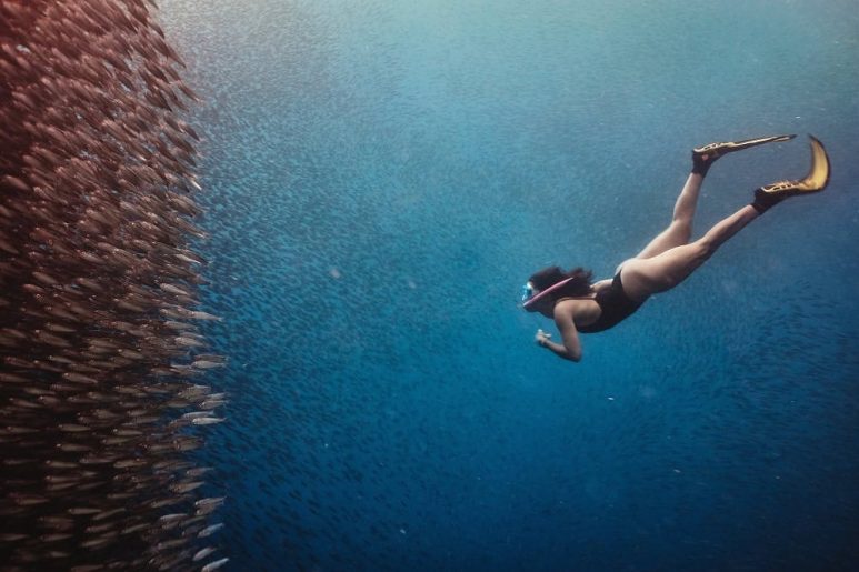Sardine run in Moalboal, Cebu (Philippines)