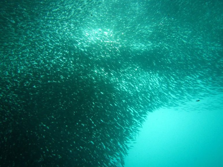Sardine run in Moalboal, Cebu