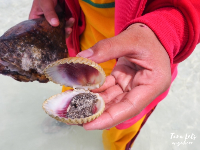 Shells in Panampangan Island