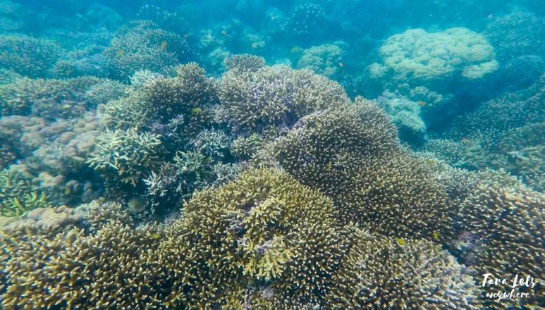 Snorkeling in Hilantaagan Island