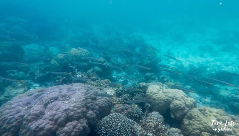 Snorkeling in Hilantaagan Island
