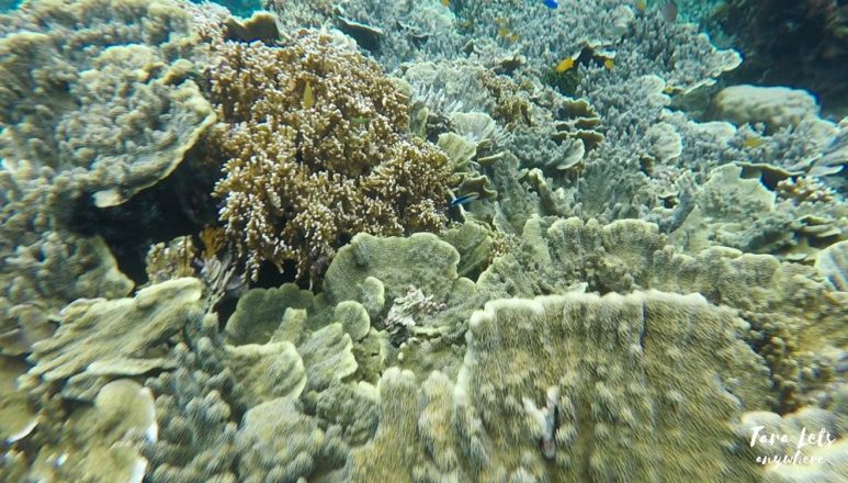 Snorkeling in Pescador Island, Moalboal