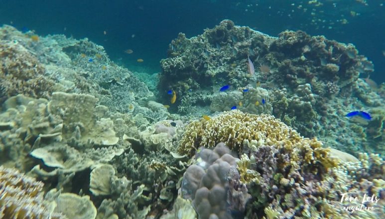 Snorkeling in Pescador Island, Moalboal