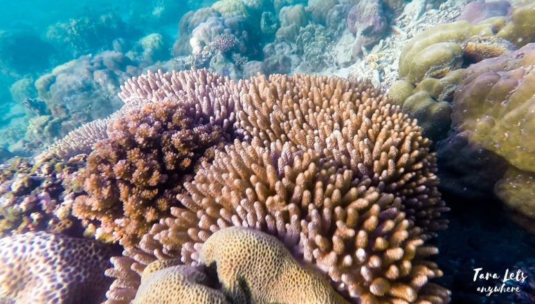 Snorkeling in Sawang in Lobo, Batangas