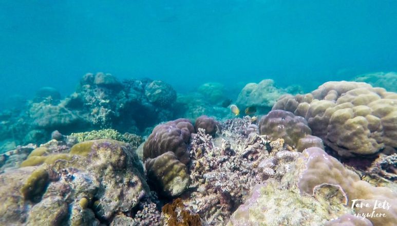 Snorkeling in Sawang in Lobo, Batangas