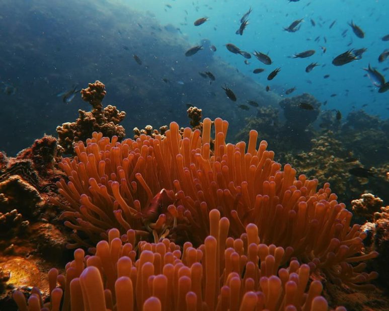 Best dive spots in Southeast Asia - Koh Tao, Thailand