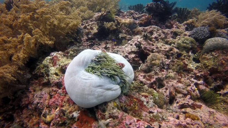 Best dive spots in Southeast Asia - Komodo Island, Indonesia