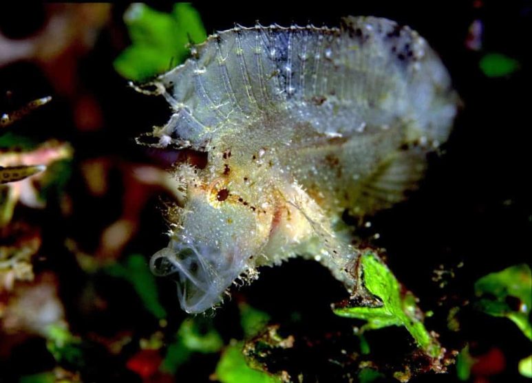 Best dive spots in Southeast Asia - Similan Islands, Thailand
