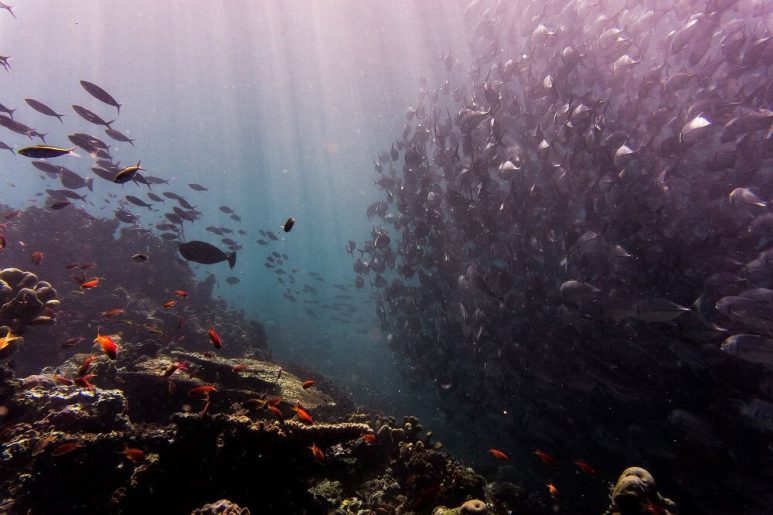 Best dive spots in Southeast Asia - Sipadan Island, Malaysia