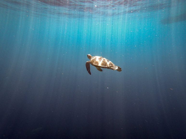Best dive spots in Southeast Asia - Gili Trawangan, Indonesia