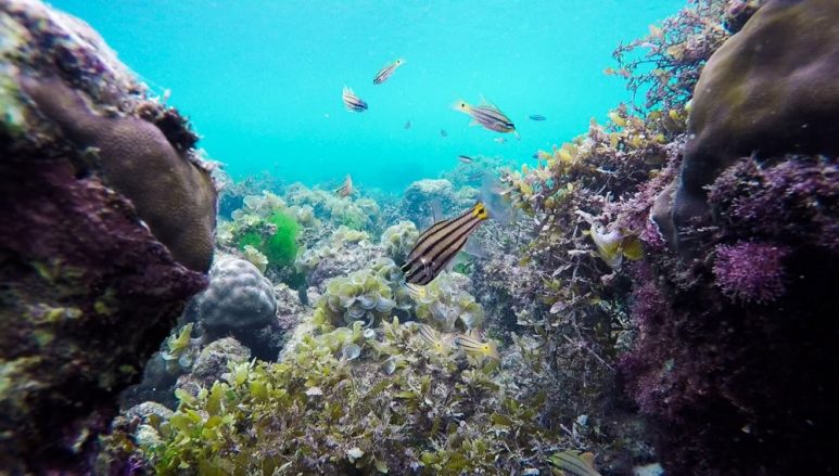 Los Bamboos - underwater scene