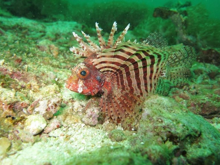 Diving in Malapascua