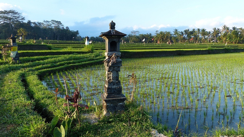 Rice paddies in Bali