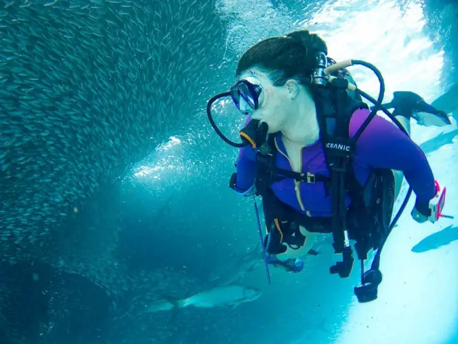 Diving with sardine run in Moalboal, Cebu