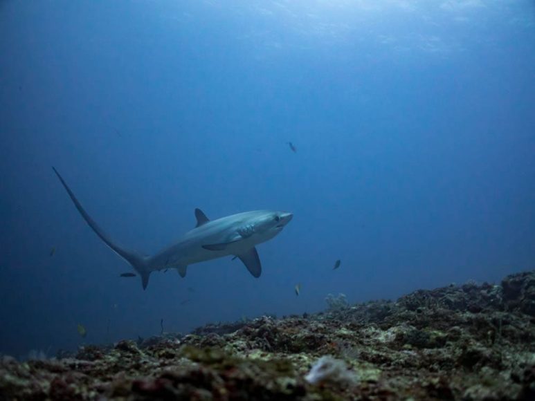 Thresher shark in Monad Shoal (Malapascua. Cebu)