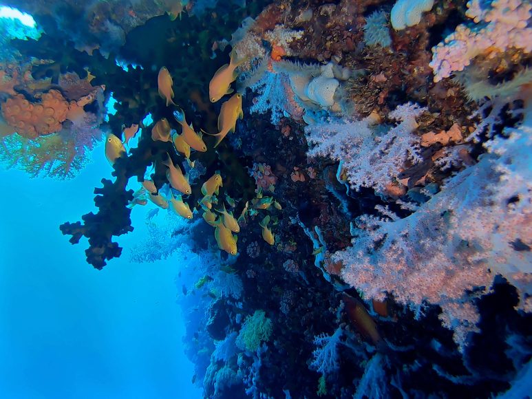 Underwater in Moalboal, Cebu