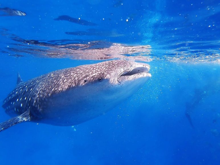 Whale sharks in Oslob, Cebu