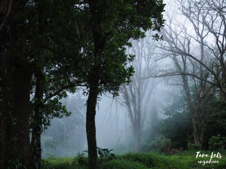 Bintana sa Paraiso Binunsaran - foggy forest