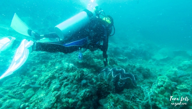 Giant clam sanctuary in Binukbok, Batangas