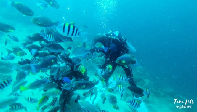 Scuba diving in Binukbok, Batangas