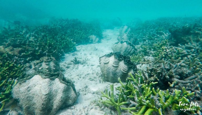Giant Clam Sanctuary in Camiguin