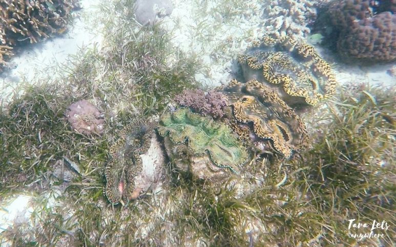 Snorkeling in Mantigue Island - giant clams
