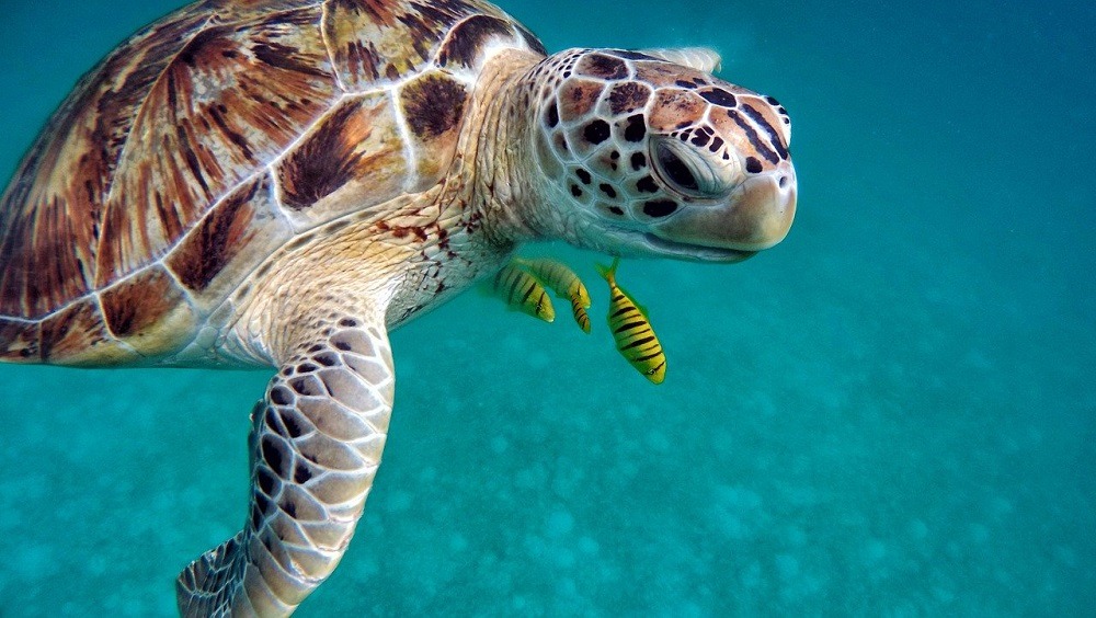Sea turtle in Maldives