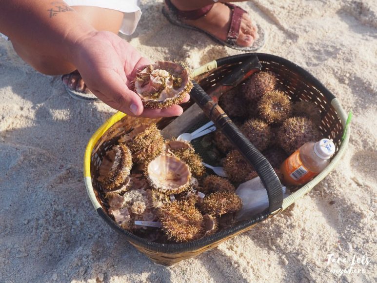 Sea urchin in White Island in Camiguin