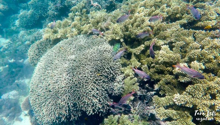 Snorkeling in Mantigue Island