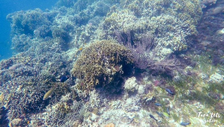 Snorkeling in Mantigue Island