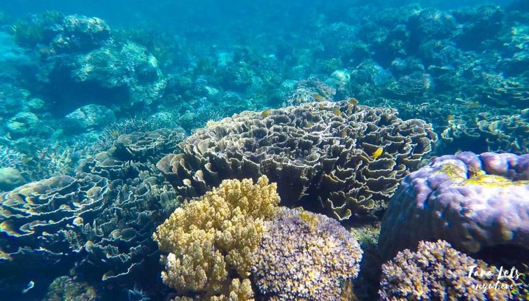 Snorkeling in Sunken Cemetery in Camiguin