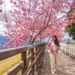 Cherry blossoms in Qingjing Farm in Nantou