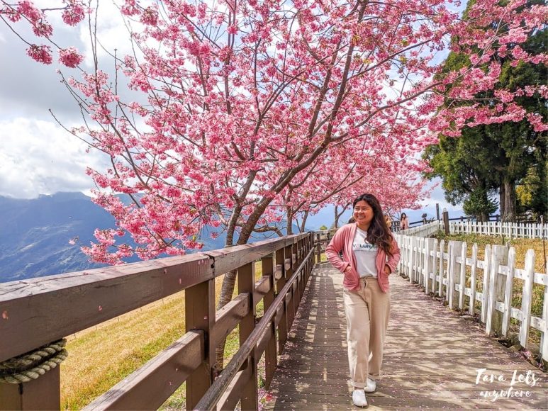 Cherry blossoms in Qingjing Farm in Nantou