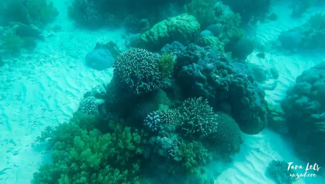 Snorkeling in the Giant Clam Sanctuary in Camiguin