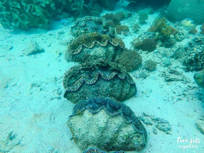 Giant Clam Sanctuary in Camiguin