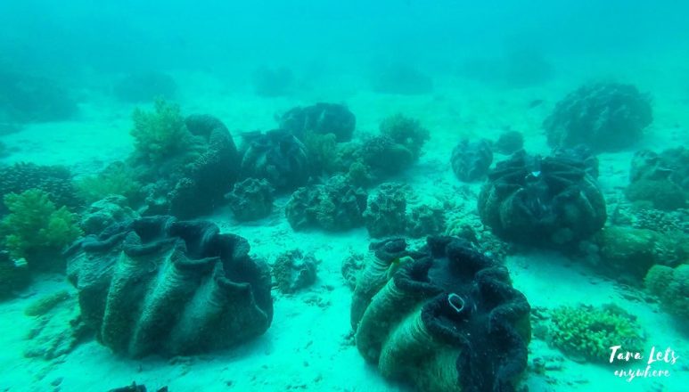 Kat and Joemar in the Giant Clam Sanctuary