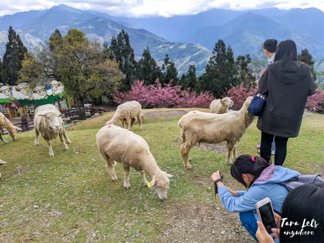 Sheeps in Qingjing Farm