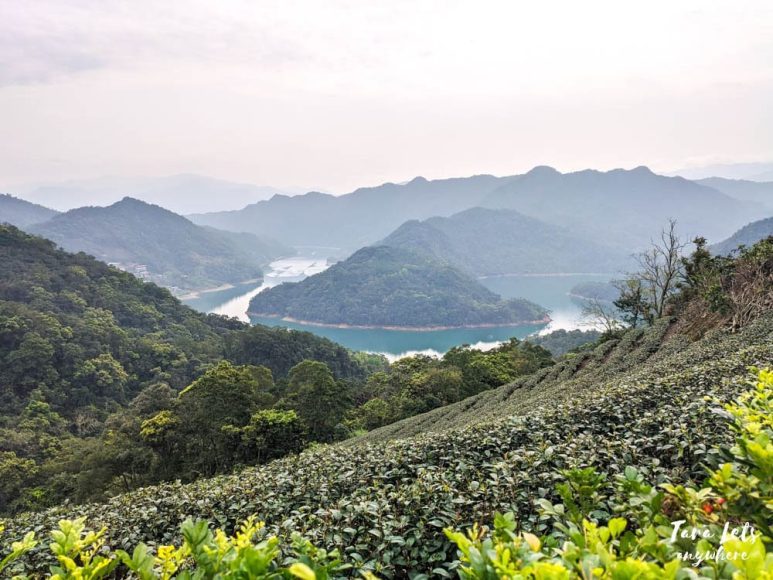 Tea plantation in Thousand Island Lake