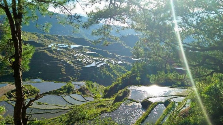 Maligcong Rice Terraces in Bontoc, Mountain Province