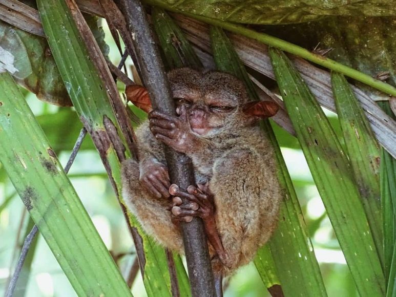 Tarsier in Tarsier Sanctuary, Bohol