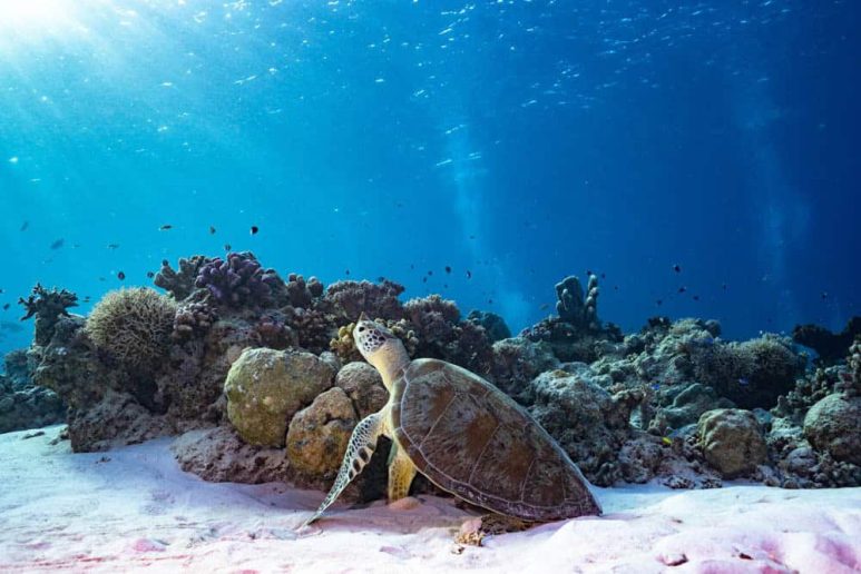 Tubbataha Reef in Palawan