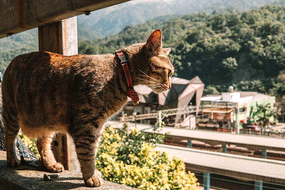 Day trips from Taipei - Pingxi Line