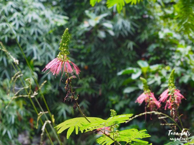 Flora in Diffun, Quirino