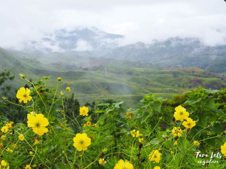 Landingan Viewpoint - flowers