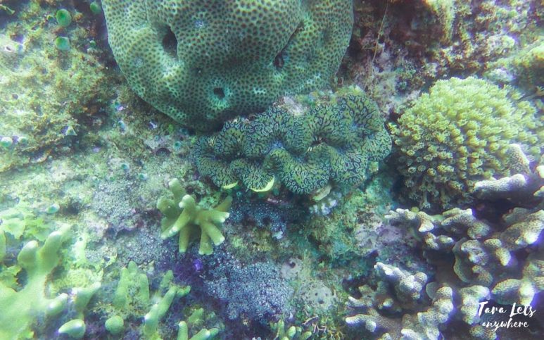 Snorkeling in Mabini, Batangas