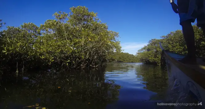 Mangrove area in Palaui Island