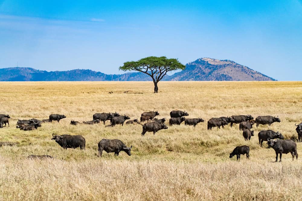 Tanzania safari wildlife
