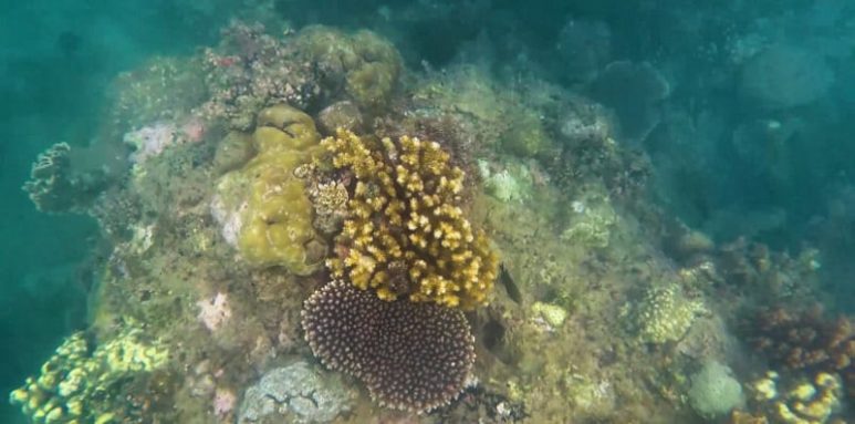 Calatagan snorkeling reef