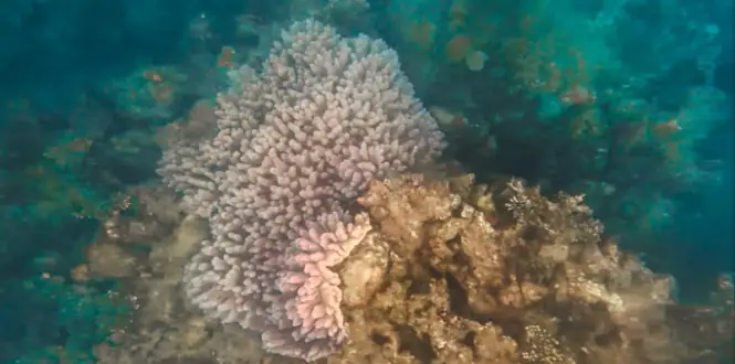 Calatagan snorkeling reef
