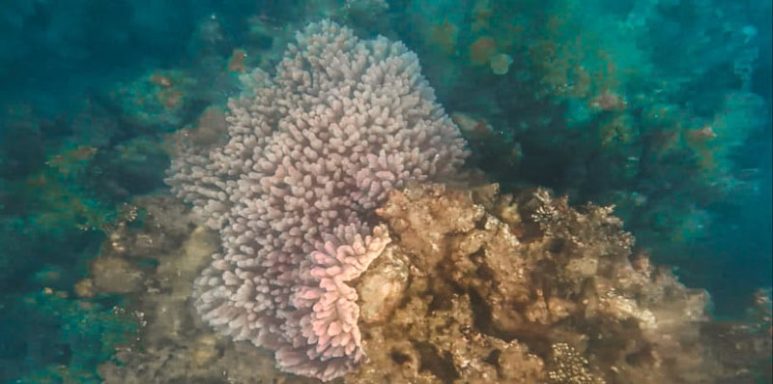 Calatagan snorkeling reef